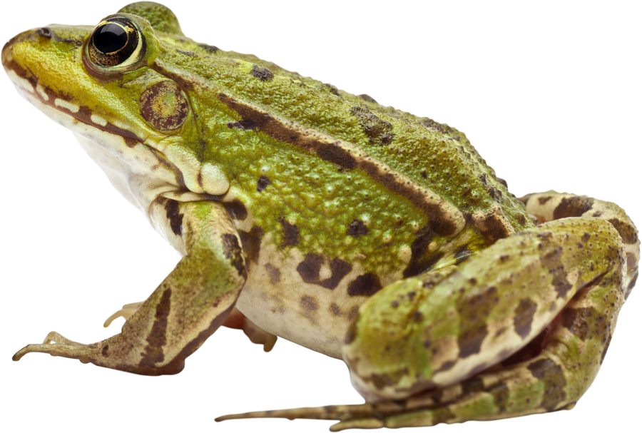 Common European Frog or Edible Frog, Rana Esculenta