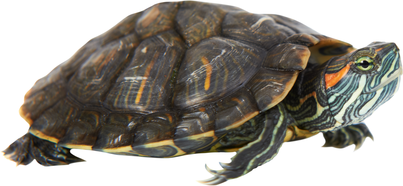 Turtle tortoise